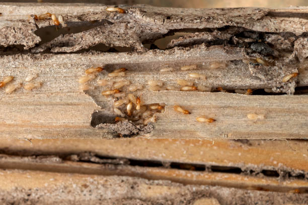 Best Pest Control Near Me  in Melbourne, FL